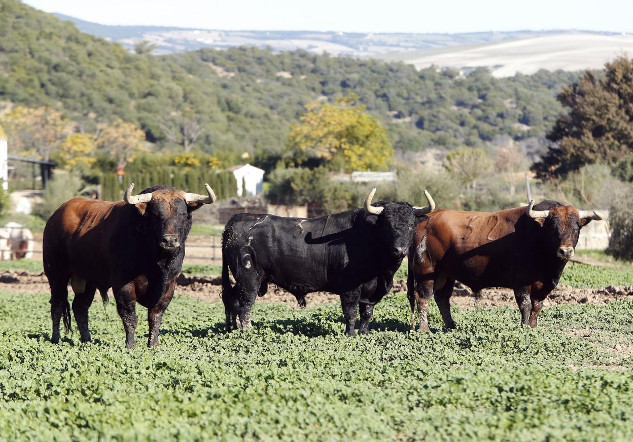 Varios toros de una ganadería, uno de los sectores más afectados por la situación. APLAUSOS
