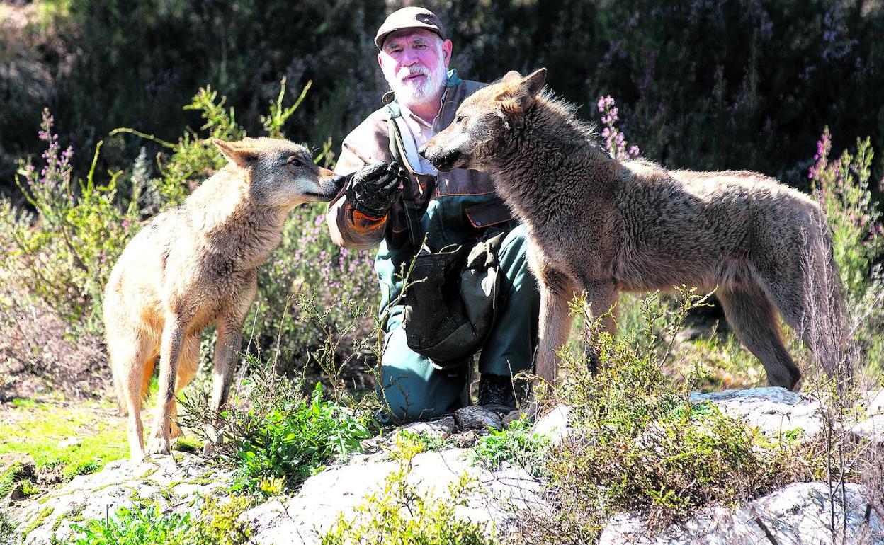 Carlos Sanz, biólogo y miembro del equipo de rodaje de la serie 'El hombre y la tierra', alimenta a dos ejemplares en el Centro del Lobo Ibérico, en Puebla de Sanabria, Zamora. 