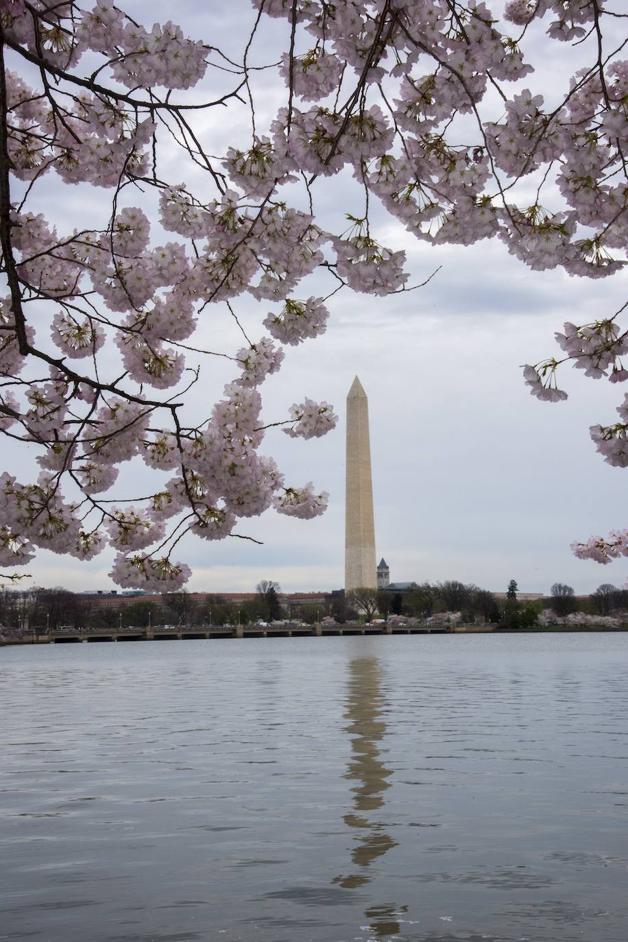 Japón, Alemania, Suecia y Estados Unidos, entre otros lugares del mundo, disfrutan ya de este maravilloso espectáculo natural que se da entre finales de marzo y principios de abril.