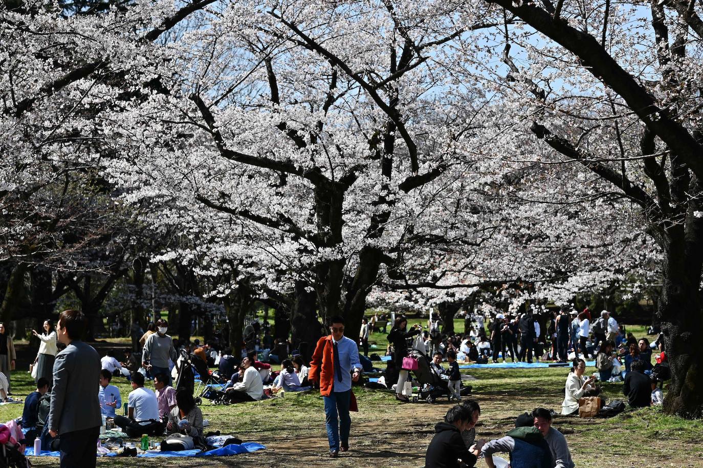 Japón, Alemania, Suecia y Estados Unidos, entre otros lugares del mundo, disfrutan ya de este maravilloso espectáculo natural que se da entre finales de marzo y principios de abril.