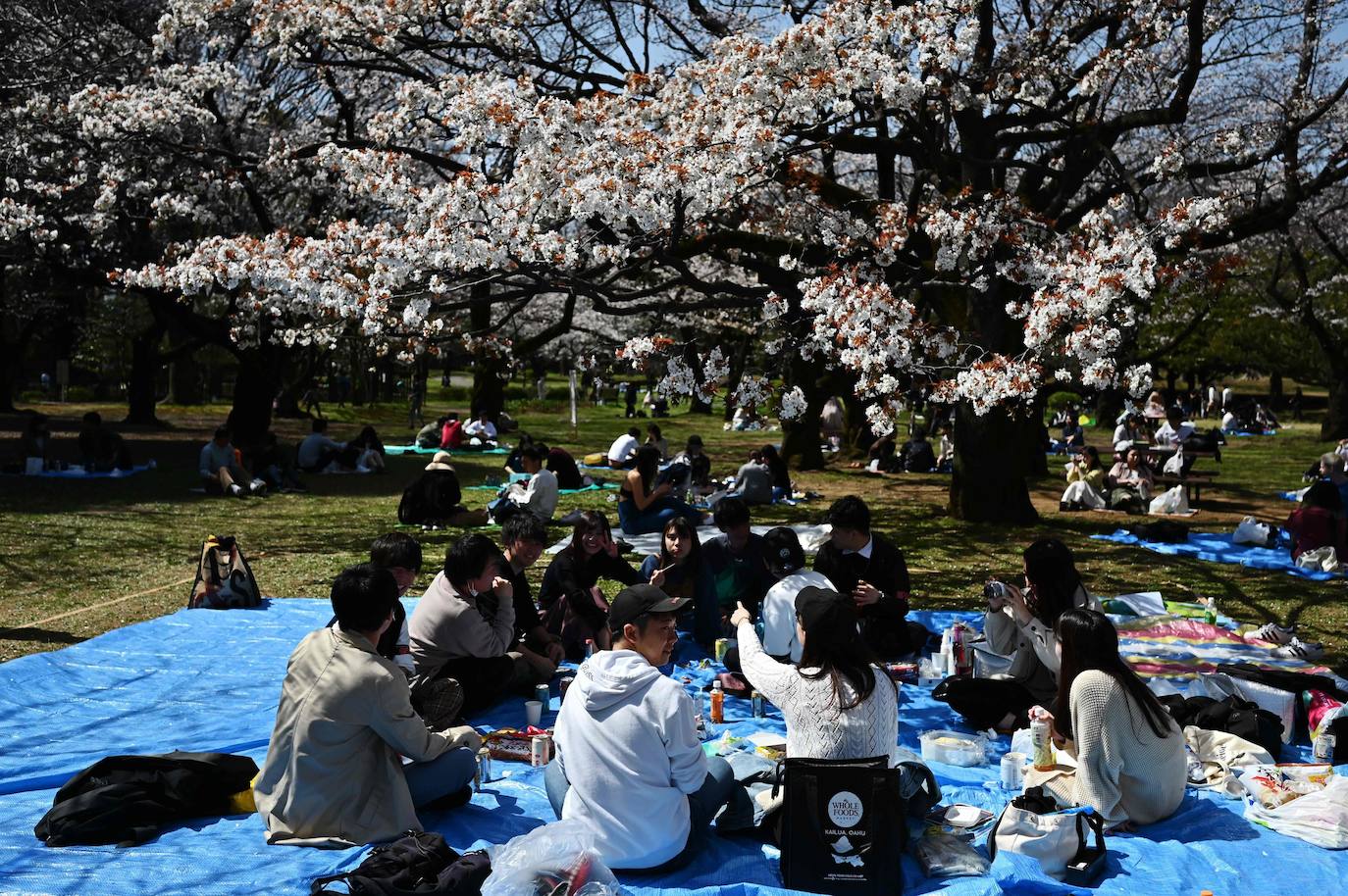 Japón, Alemania, Suecia y Estados Unidos, entre otros lugares del mundo, disfrutan ya de este maravilloso espectáculo natural que se da entre finales de marzo y principios de abril.