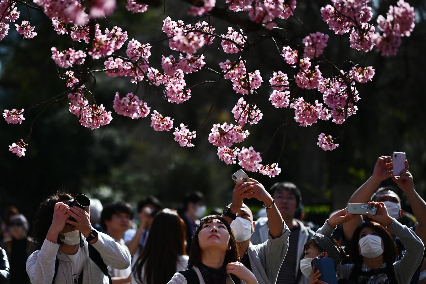 Japón, Alemania, Suecia y Estados Unidos, entre otros lugares del mundo, disfrutan ya de este maravilloso espectáculo natural que se da entre finales de marzo y principios de abril.