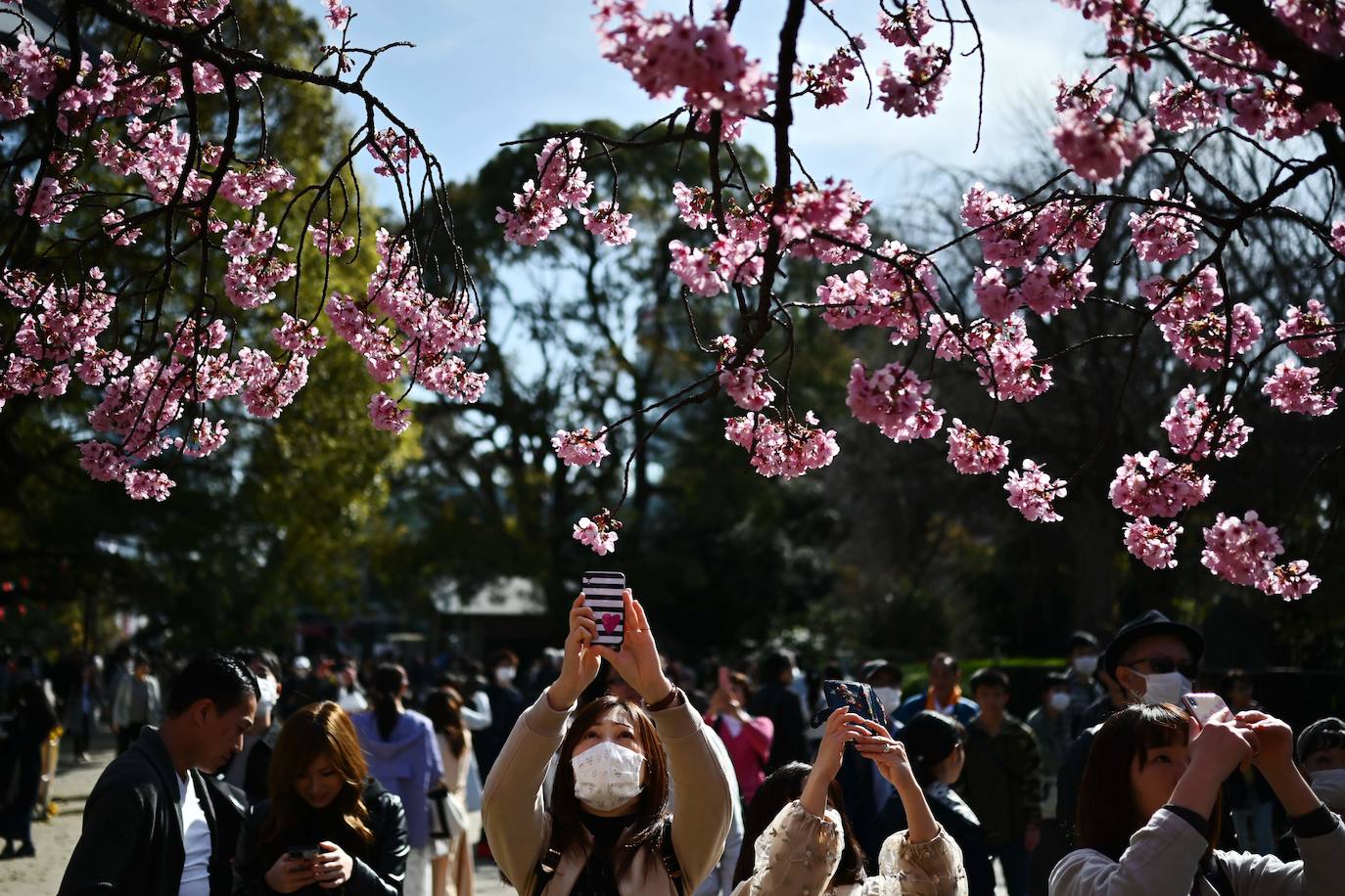 Japón, Alemania, Suecia y Estados Unidos, entre otros lugares del mundo, disfrutan ya de este maravilloso espectáculo natural que se da entre finales de marzo y principios de abril.