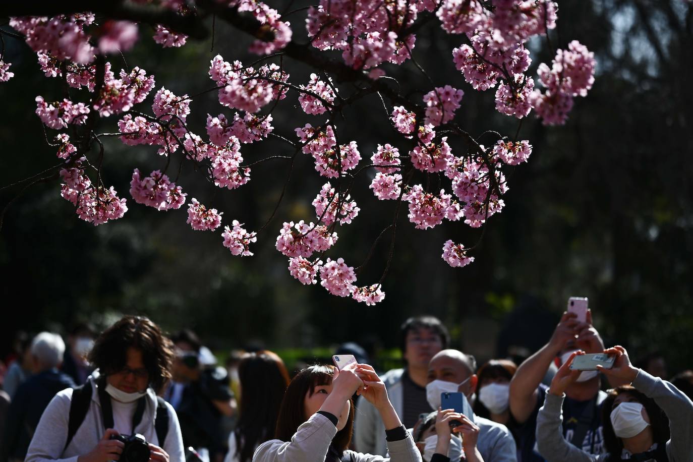 Japón, Alemania, Suecia y Estados Unidos, entre otros lugares del mundo, disfrutan ya de este maravilloso espectáculo natural que se da entre finales de marzo y principios de abril.