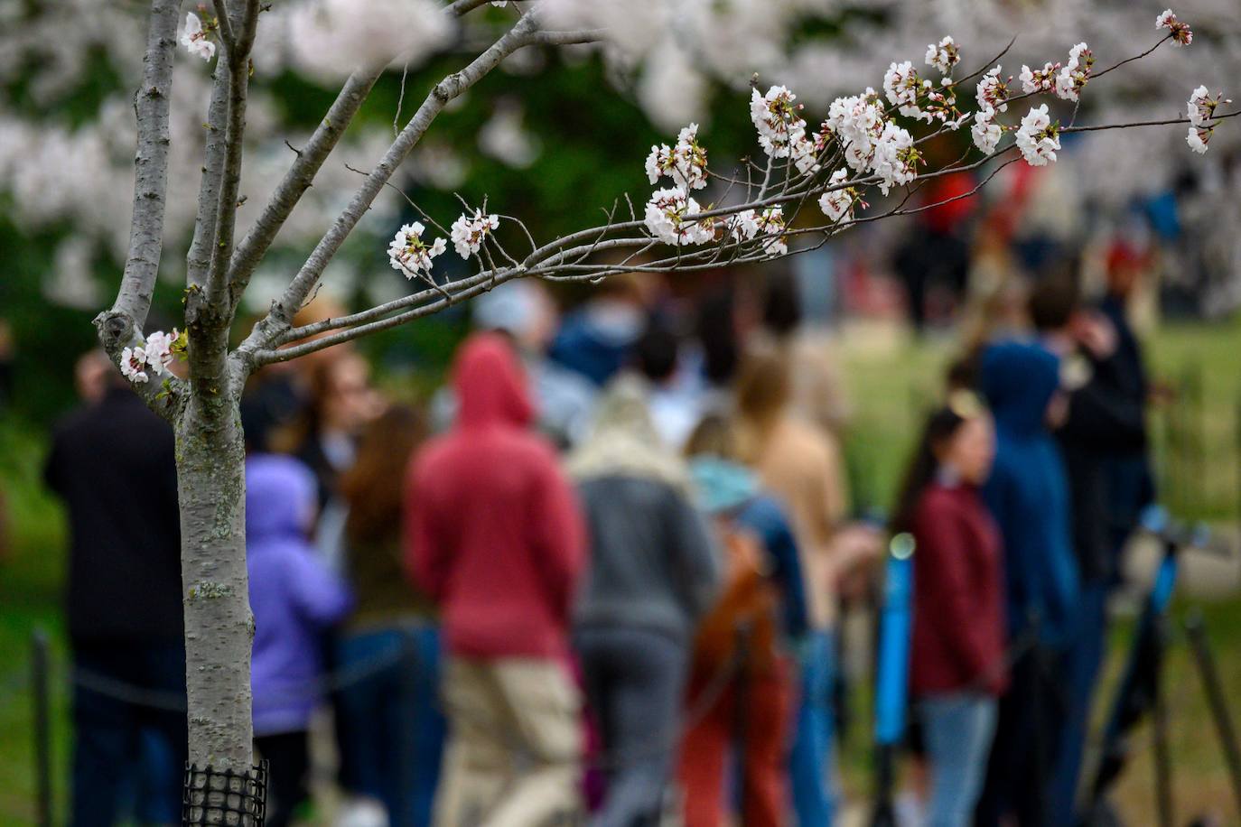 Japón, Alemania, Suecia y Estados Unidos, entre otros lugares del mundo, disfrutan ya de este maravilloso espectáculo natural que se da entre finales de marzo y principios de abril.