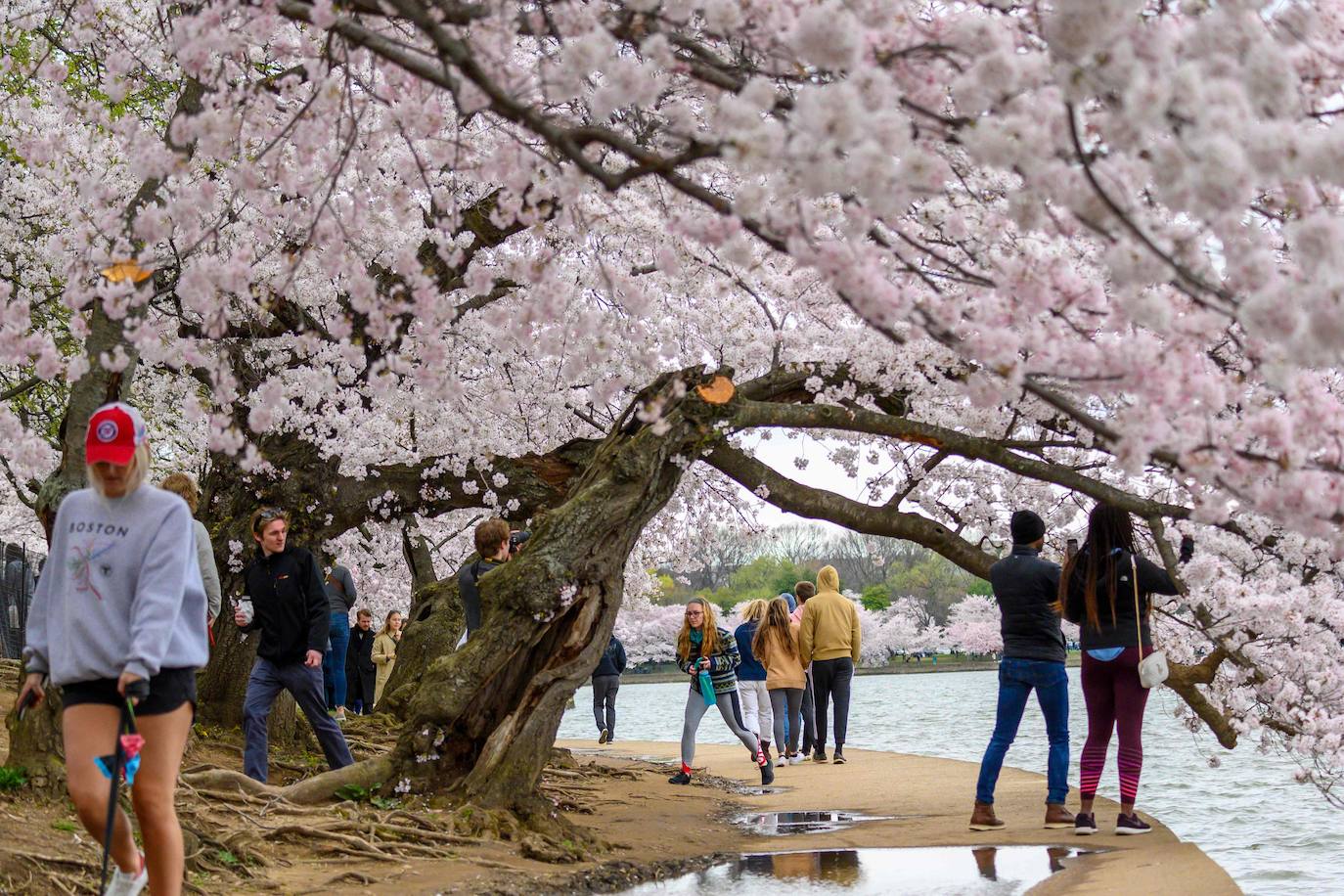 Japón, Alemania, Suecia y Estados Unidos, entre otros lugares del mundo, disfrutan ya de este maravilloso espectáculo natural que se da entre finales de marzo y principios de abril.