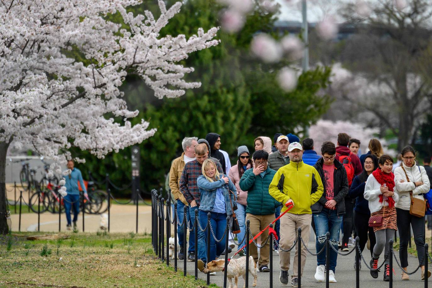 Japón, Alemania, Suecia y Estados Unidos, entre otros lugares del mundo, disfrutan ya de este maravilloso espectáculo natural que se da entre finales de marzo y principios de abril.