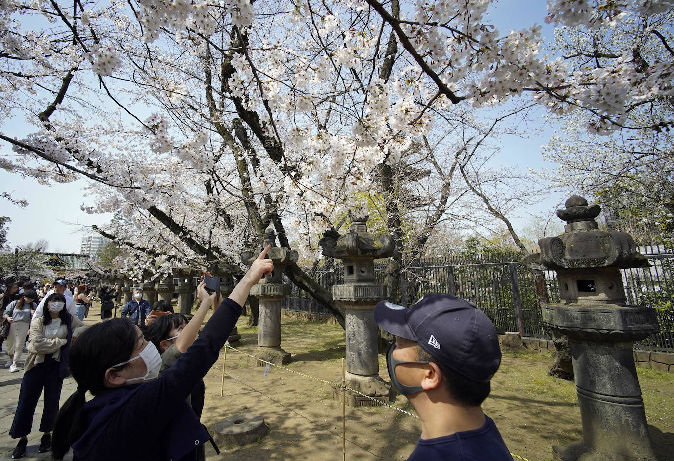 Japón, Alemania, Suecia y Estados Unidos, entre otros lugares del mundo, disfrutan ya de este maravilloso espectáculo natural que se da entre finales de marzo y principios de abril.