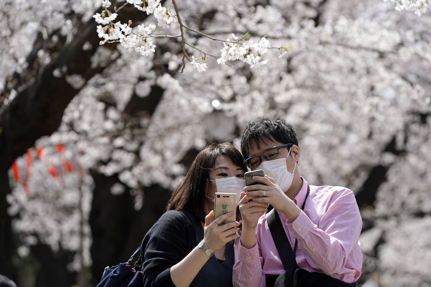 Japón, Alemania, Suecia y Estados Unidos, entre otros lugares del mundo, disfrutan ya de este maravilloso espectáculo natural que se da entre finales de marzo y principios de abril.