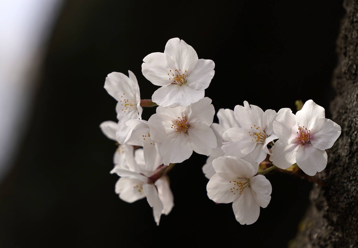 Japón, Alemania, Suecia y Estados Unidos, entre otros lugares del mundo, disfrutan ya de este maravilloso espectáculo natural que se da entre finales de marzo y principios de abril.