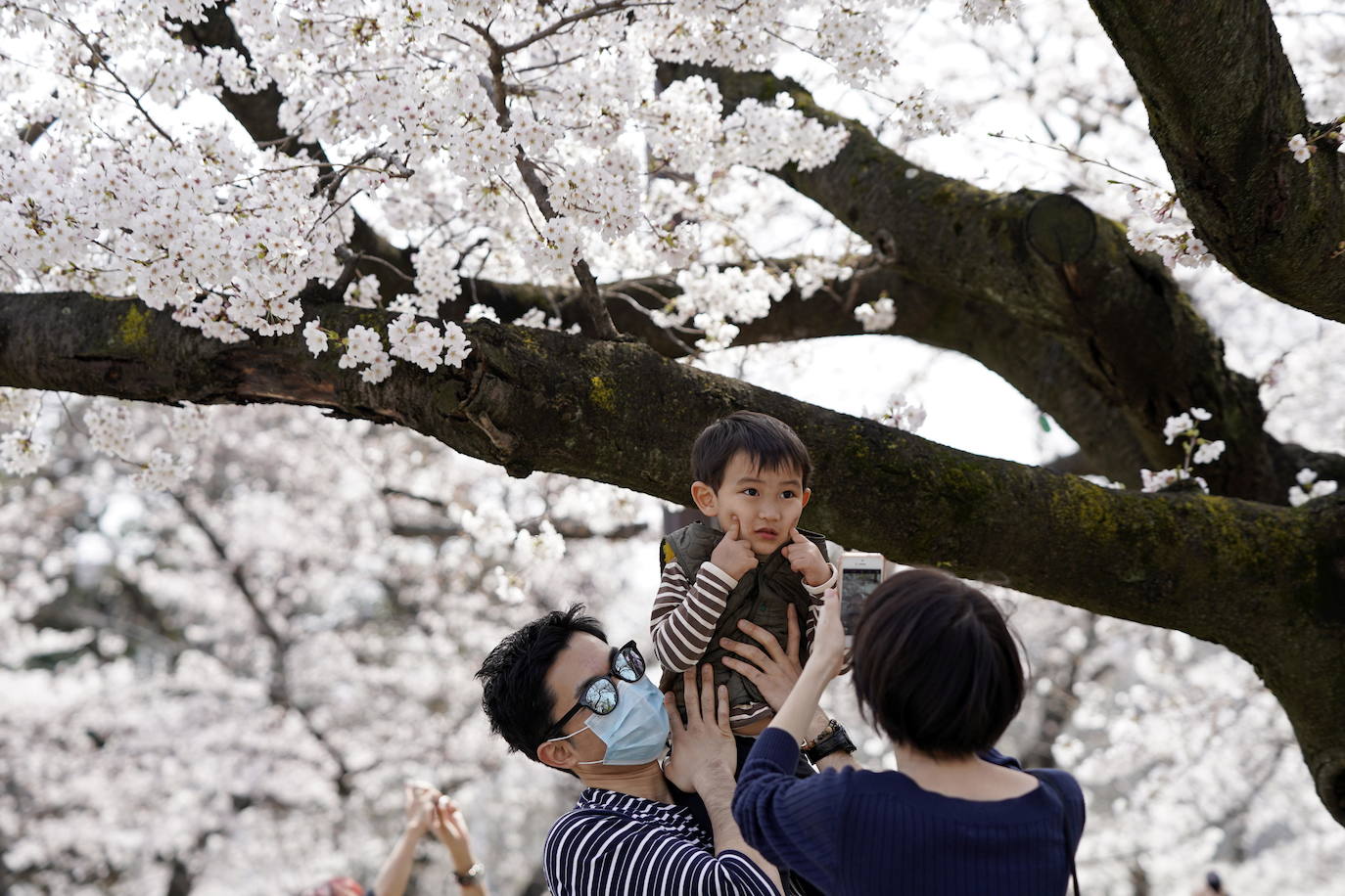 Japón, Alemania, Suecia y Estados Unidos, entre otros lugares del mundo, disfrutan ya de este maravilloso espectáculo natural que se da entre finales de marzo y principios de abril.