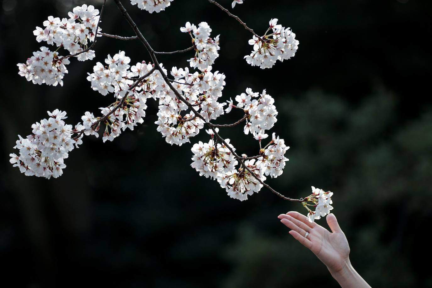 Japón, Alemania, Suecia y Estados Unidos, entre otros lugares del mundo, disfrutan ya de este maravilloso espectáculo natural que se da entre finales de marzo y principios de abril.