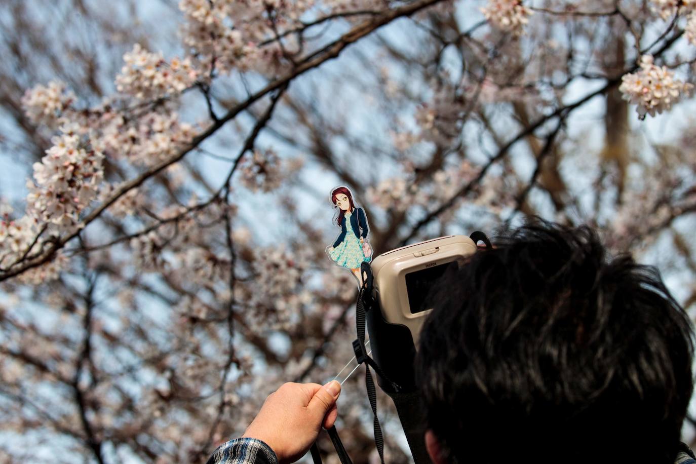 Japón, Alemania, Suecia y Estados Unidos, entre otros lugares del mundo, disfrutan ya de este maravilloso espectáculo natural que se da entre finales de marzo y principios de abril.