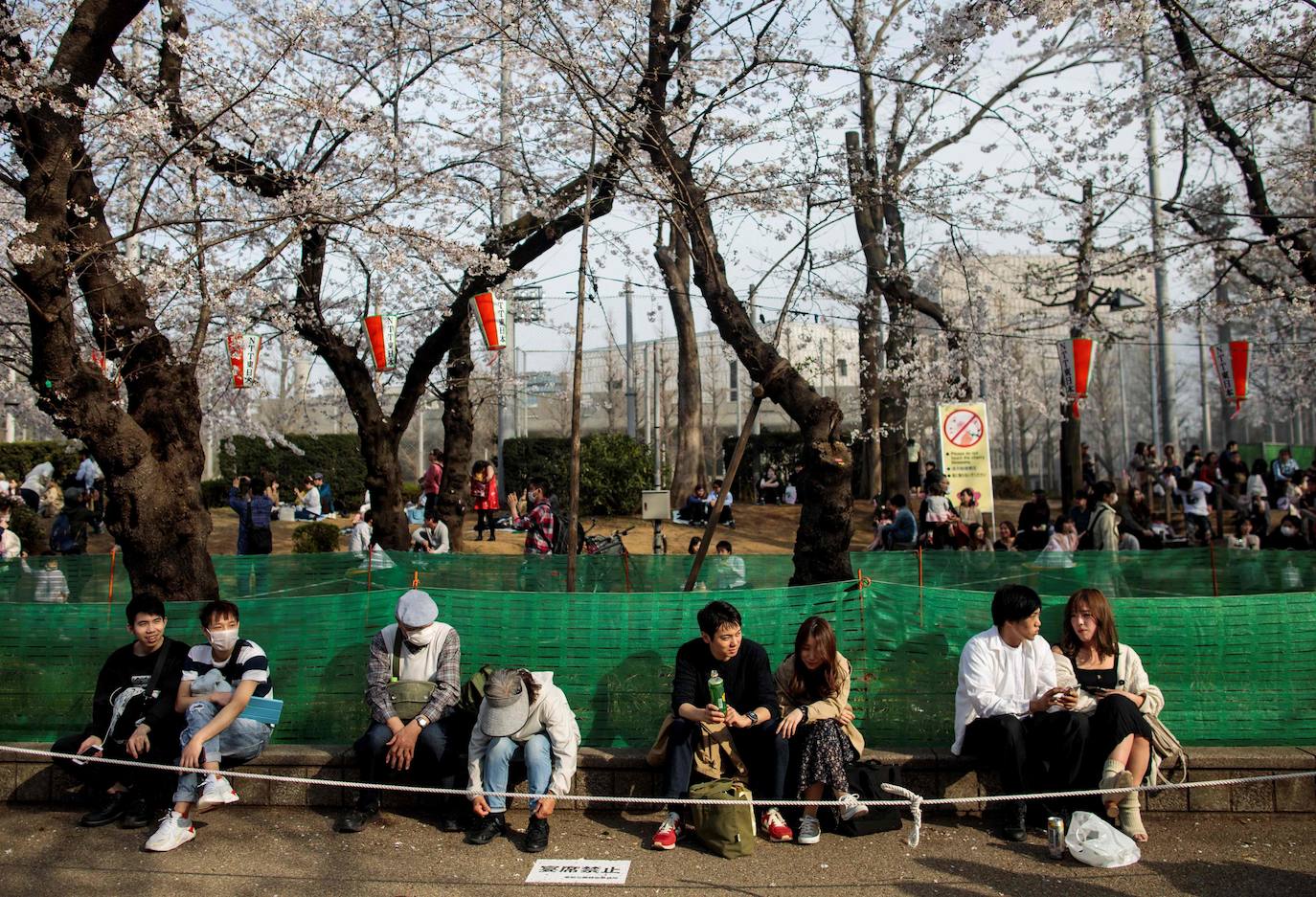 Japón, Alemania, Suecia y Estados Unidos, entre otros lugares del mundo, disfrutan ya de este maravilloso espectáculo natural que se da entre finales de marzo y principios de abril.