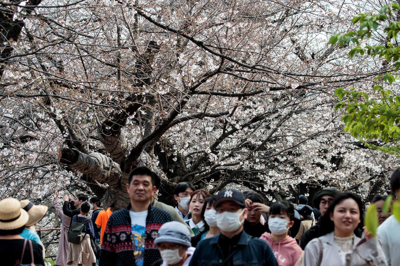 Japón, Alemania, Suecia y Estados Unidos, entre otros lugares del mundo, disfrutan ya de este maravilloso espectáculo natural que se da entre finales de marzo y principios de abril.