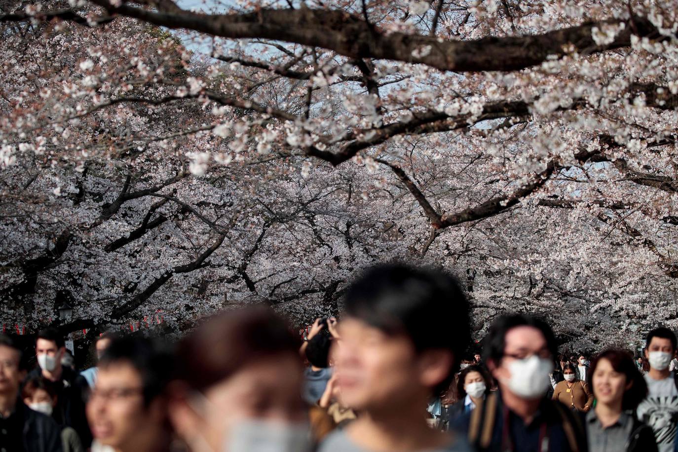 Japón, Alemania, Suecia y Estados Unidos, entre otros lugares del mundo, disfrutan ya de este maravilloso espectáculo natural que se da entre finales de marzo y principios de abril.