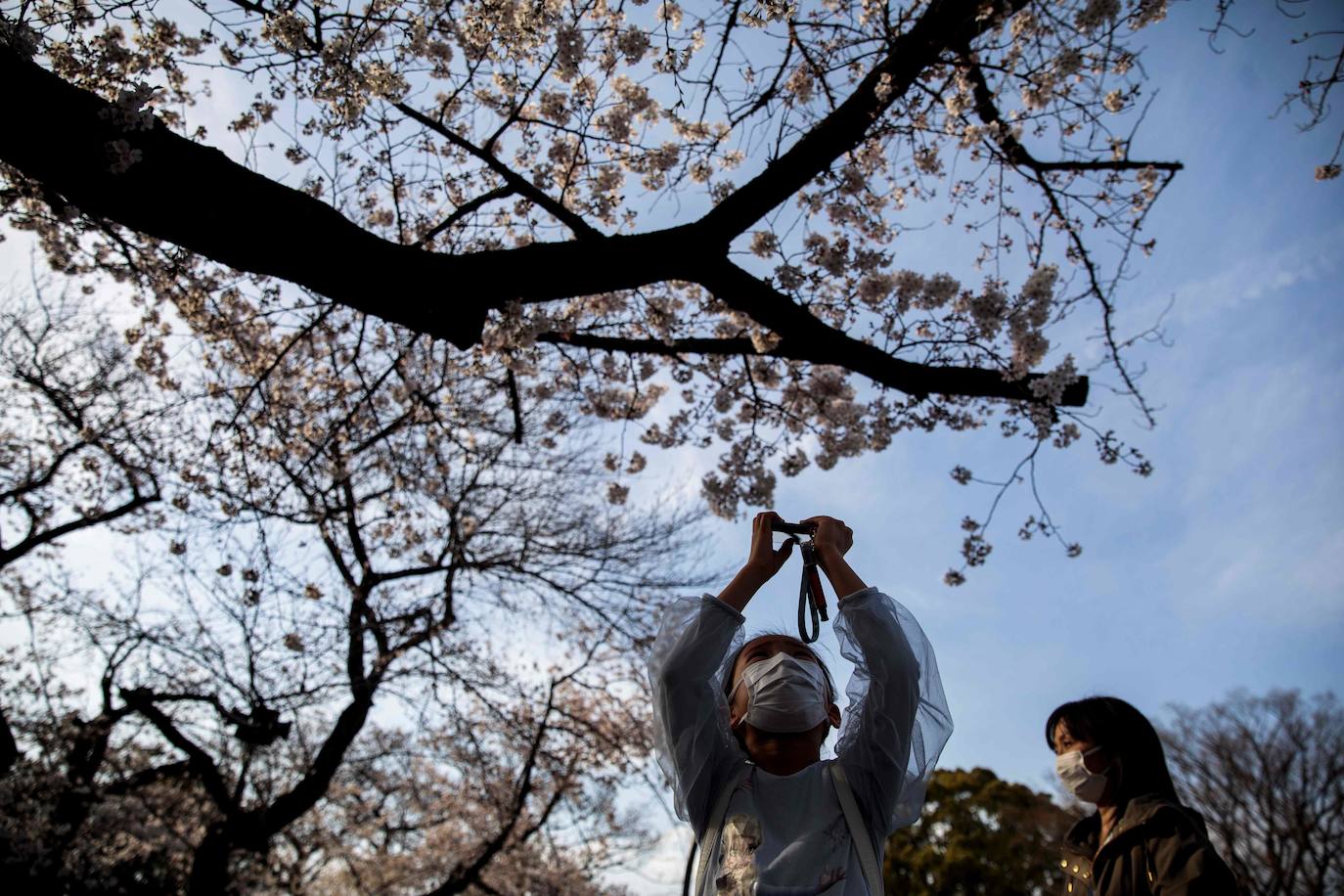 Japón, Alemania, Suecia y Estados Unidos, entre otros lugares del mundo, disfrutan ya de este maravilloso espectáculo natural que se da entre finales de marzo y principios de abril.