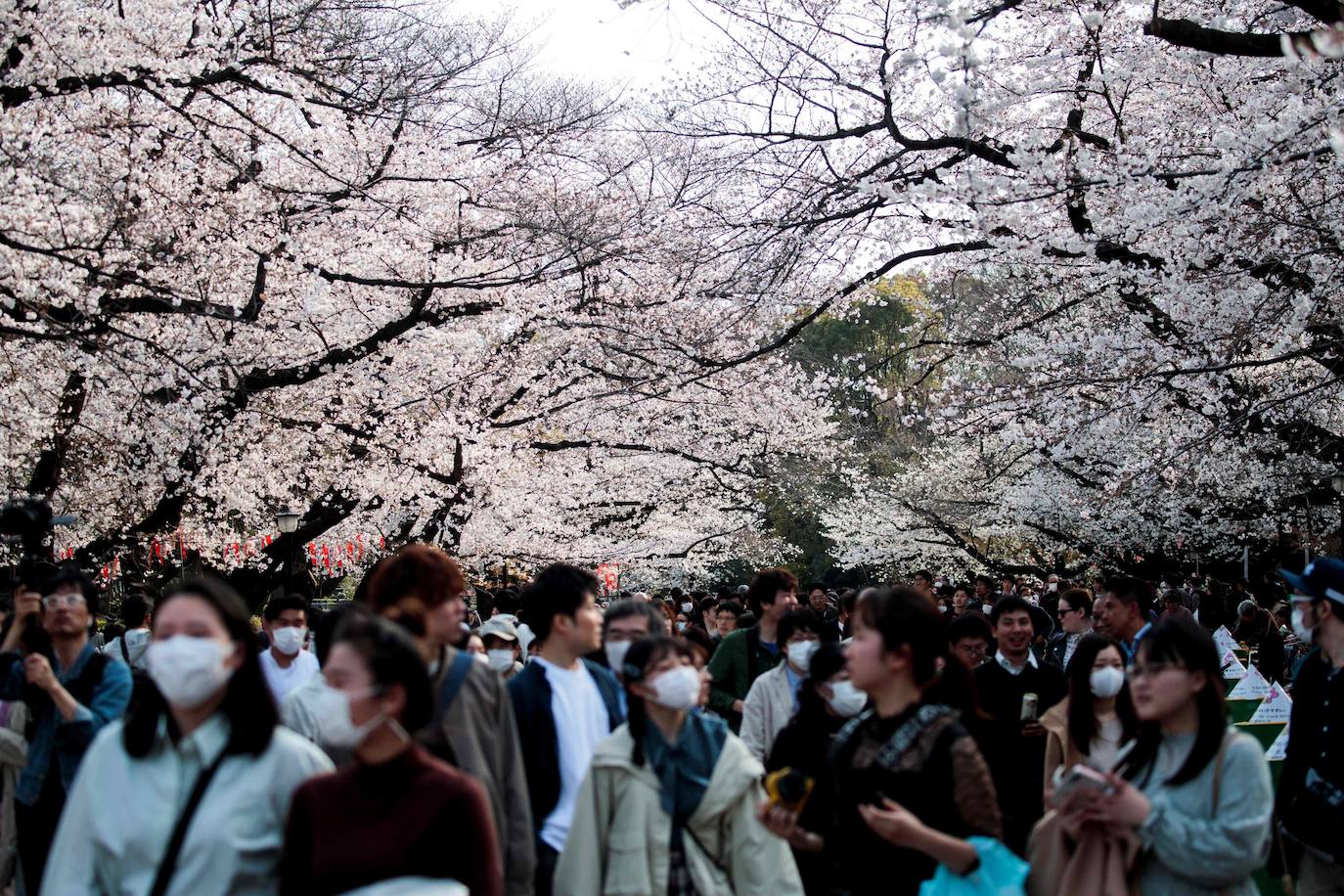 Japón, Alemania, Suecia y Estados Unidos, entre otros lugares del mundo, disfrutan ya de este maravilloso espectáculo natural que se da entre finales de marzo y principios de abril.