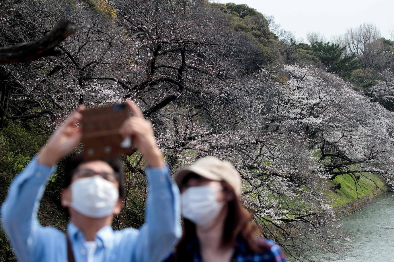 Japón, Alemania, Suecia y Estados Unidos, entre otros lugares del mundo, disfrutan ya de este maravilloso espectáculo natural que se da entre finales de marzo y principios de abril.