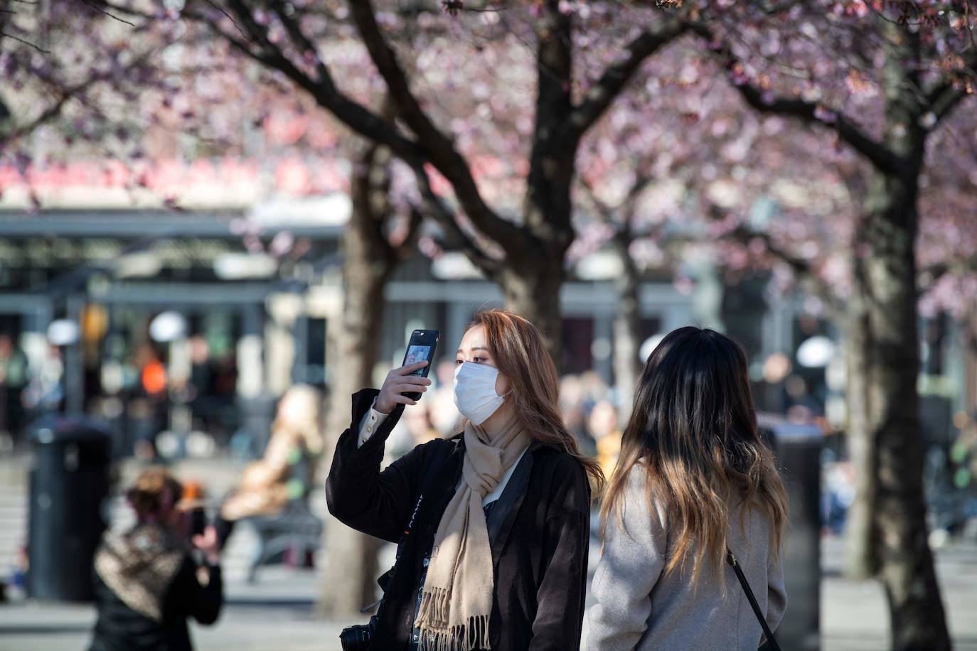 Japón, Alemania, Suecia y Estados Unidos, entre otros lugares del mundo, disfrutan ya de este maravilloso espectáculo natural que se da entre finales de marzo y principios de abril.