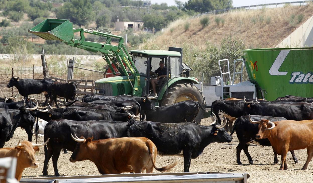 Un tractor lleva pienso a las reses bravas de Machancoses en la finca 'La Vinagra', en Cheste. j. signes