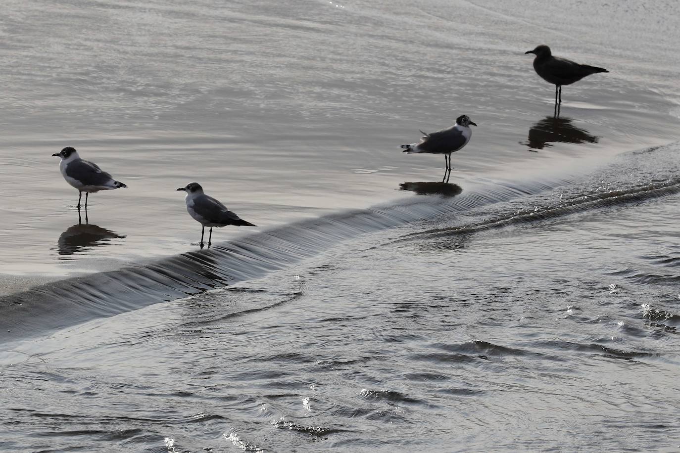 Gaviotas, cormoranes, pelícanos y piqueros, entre otras aves, han reconquistado las playas de Lima.