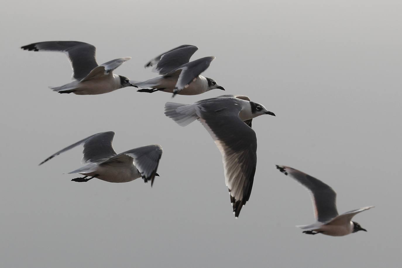 Gaviotas, cormoranes, pelícanos y piqueros, entre otras aves, han reconquistado las playas de Lima.