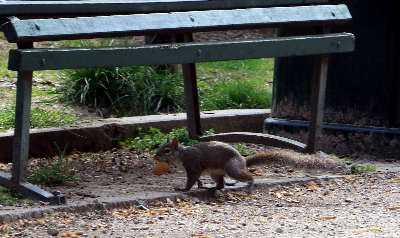 Las ardillas se mueven a sus anchas en un parque de Milán durante la cuarentena.