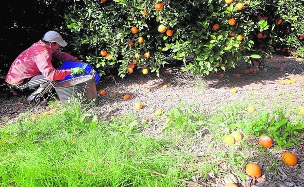 Un 'collidor' de cítricos en plena tarea de recolección en un campo de naranjas del Camp de Turia.