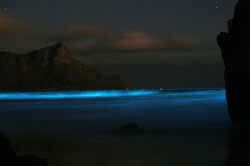 Bioluminiscencia (México) | El proceso por el que determinados organismos generan luz por una reacción bioquímica causada por una enzima llamada 'luciferasa'. En el mar la generan algunas algas por autodefensa o para la reproducción, y sus luces pueden verse desde la superficie.