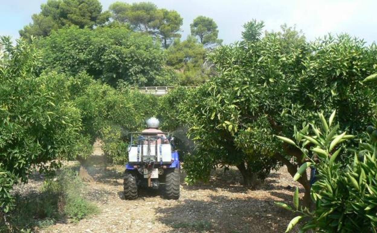 Un agricultor trabaja en un campo de naranjas.