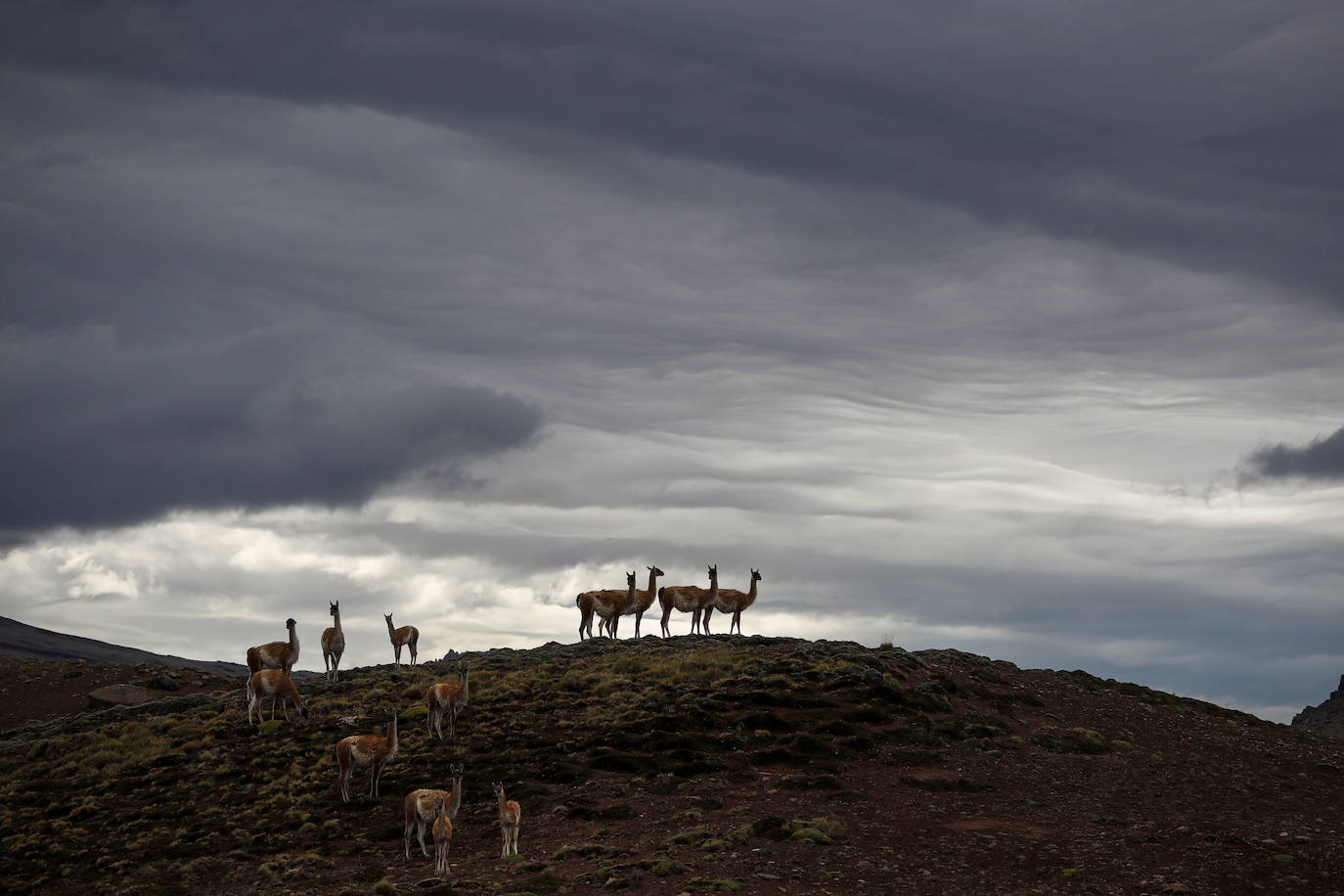 Un grupo de guanacos, un camélido parecido a una llama nativo de América del Sur, en la cima de una colina en el Valle de Las Chinas, en la Patagonia chilena. 