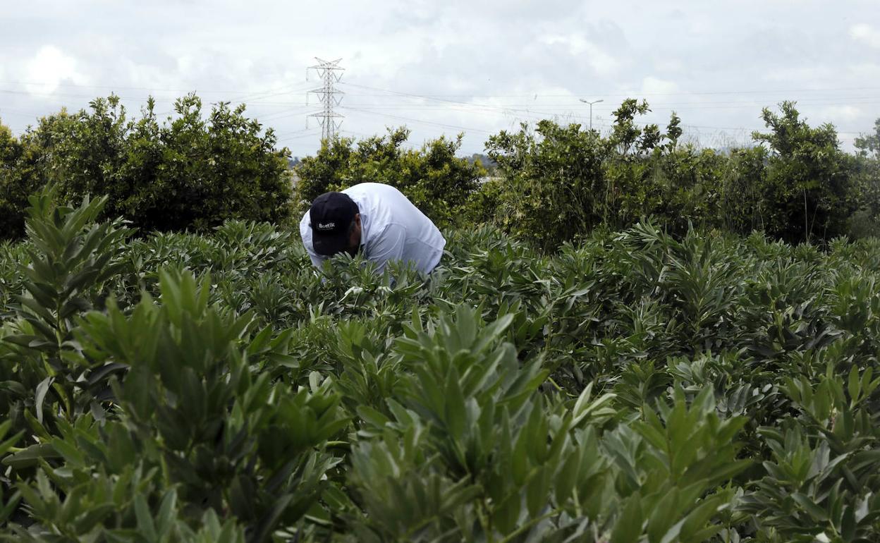 La Agricultura es una de las actividades permitidas durante la pandemia por covid-19.