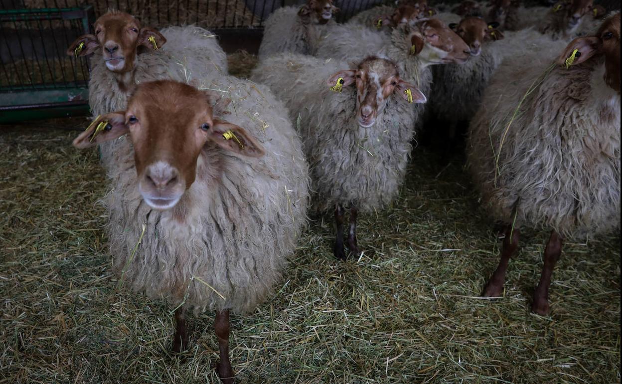 Coronavirus | Un prototipo de respirador desarrollado por el hospital La Fe de Valencia será probado en ovejas como paso previo al uso humano