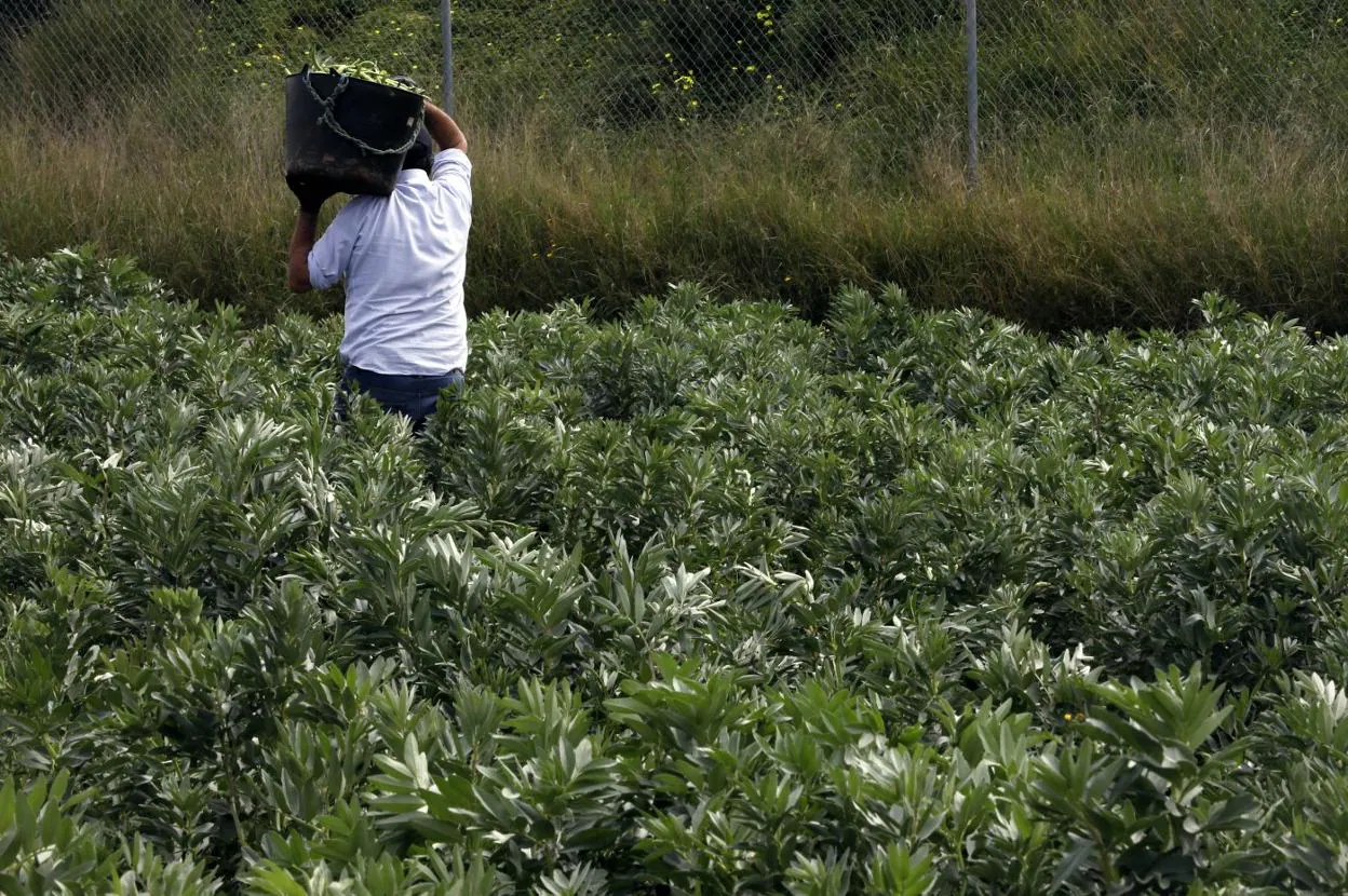 Un agricultor recolecta habas tiernas, tarea que debe realizar cada semana para poder recoger las vainas en su punto, antes de que se endurezcan. irene marsilla