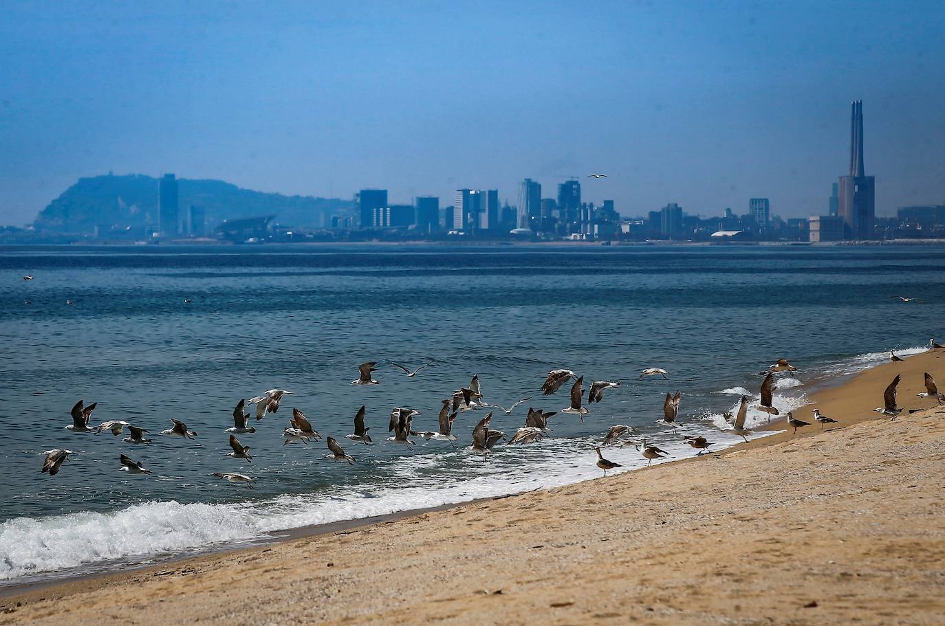 Un grupo de gaviotas en la playa de Barcelona. 