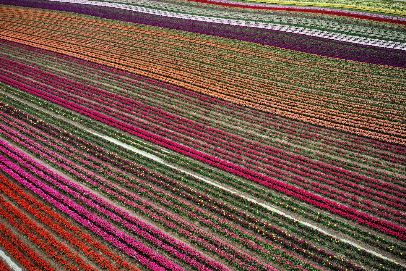 Grevenbroich, en Alemania, cuenta con 100 hectáreas donde reina el color. La primavera ha dejado una larga extensión de formas y tonalidades de todo tipo que se convierten anualmente en un reclamo para amantes de la fotografía y turistas. El colorido jardín es uno de los jardines naturales más grandes del mundo y sus flores configuran paisajes así de espectaculares.