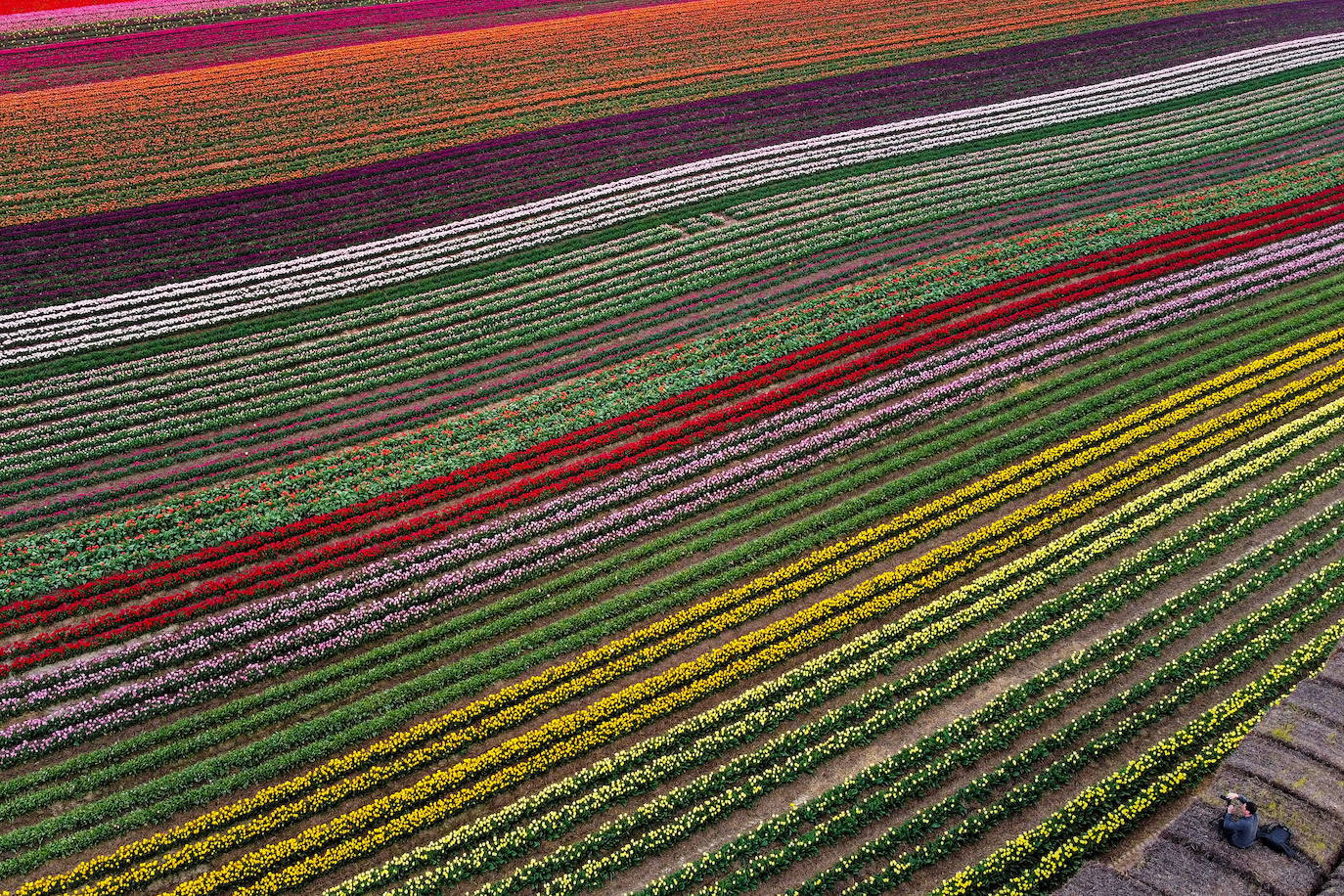 Grevenbroich, en Alemania, cuenta con 100 hectáreas donde reina el color. La primavera ha dejado una larga extensión de formas y tonalidades de todo tipo que se convierten anualmente en un reclamo para amantes de la fotografía y turistas. El colorido jardín es uno de los jardines naturales más grandes del mundo y sus flores configuran paisajes así de espectaculares.