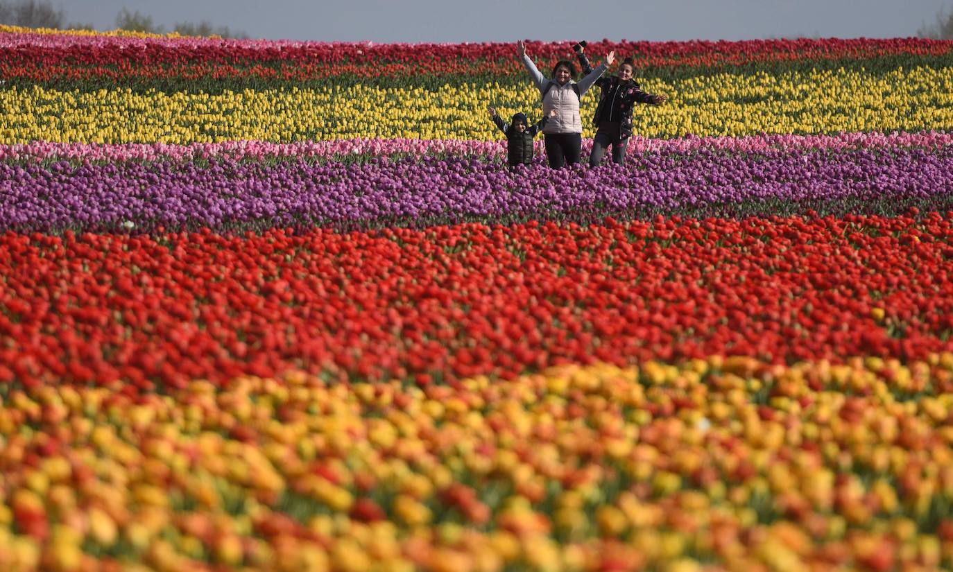 Grevenbroich, en Alemania, cuenta con 100 hectáreas donde reina el color. La primavera ha dejado una larga extensión de formas y tonalidades de todo tipo que se convierten anualmente en un reclamo para amantes de la fotografía y turistas. El colorido jardín es uno de los jardines naturales más grandes del mundo y sus flores configuran paisajes así de espectaculares.