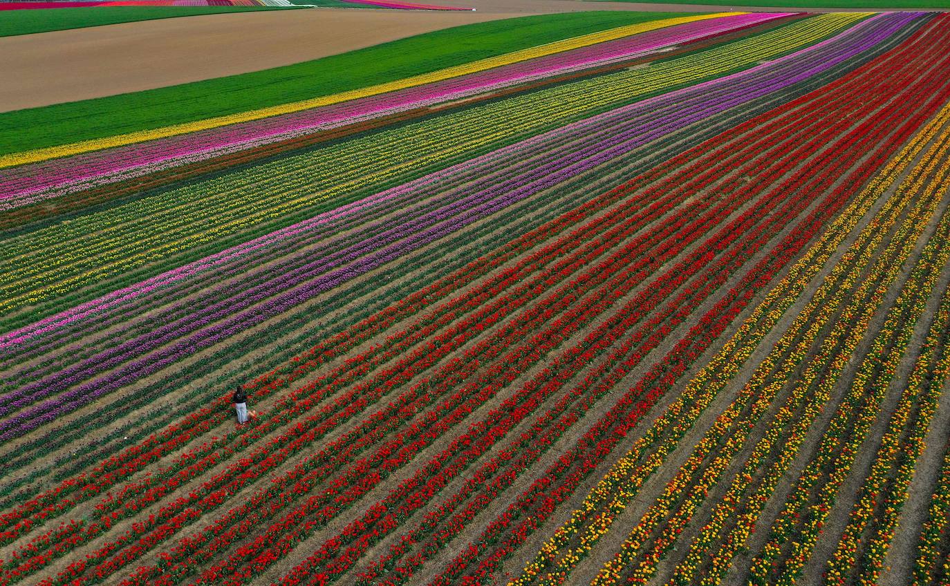 Grevenbroich, en Alemania, cuenta con 100 hectáreas donde reina el color. La primavera ha dejado una larga extensión de formas y tonalidades de todo tipo que se convierten anualmente en un reclamo para amantes de la fotografía y turistas. El colorido lugar es uno de los jardines naturales más grandes del mundo y sus flores configuran paisajes así de espectaculares.