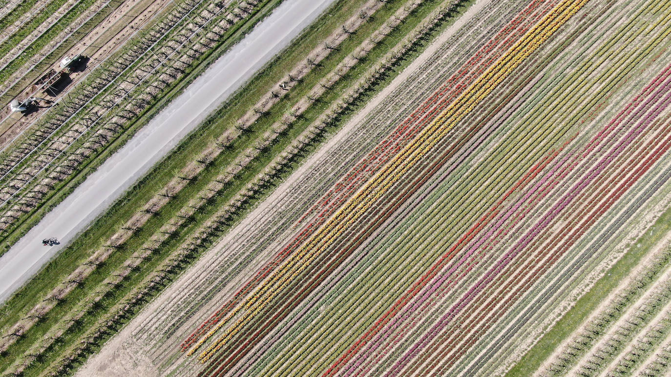 Grevenbroich, en Alemania, cuenta con 100 hectáreas donde reina el color. La primavera ha dejado una larga extensión de formas y tonalidades de todo tipo que se convierten anualmente en un reclamo para amantes de la fotografía y turistas. El colorido lugar es uno de los jardines naturales más grandes del mundo y sus flores configuran paisajes así de espectaculares.