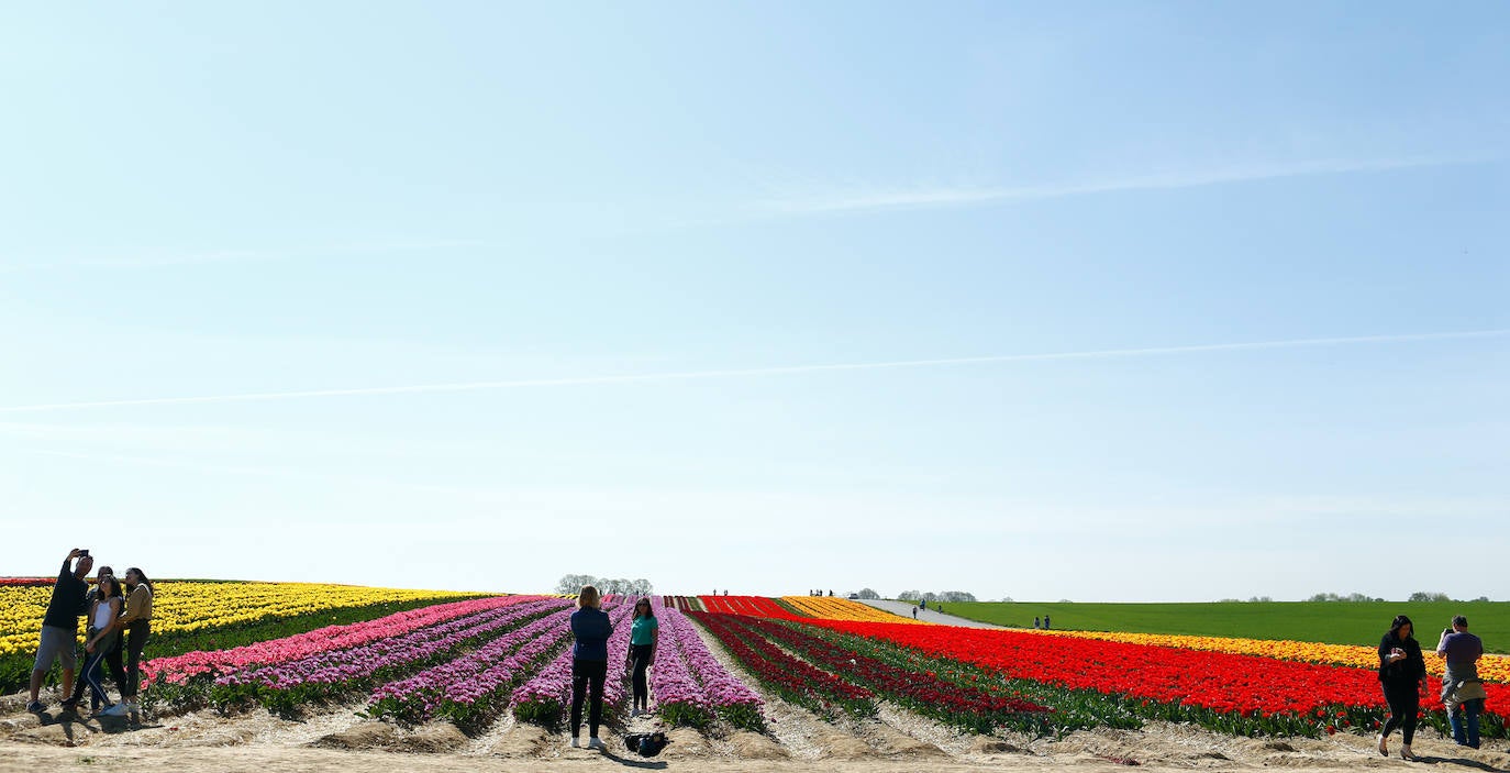 Grevenbroich, en Alemania, cuenta con 100 hectáreas donde reina el color. La primavera ha dejado una larga extensión de formas y tonalidades de todo tipo que se convierten anualmente en un reclamo para amantes de la fotografía y turistas. El colorido lugar es uno de los jardines naturales más grandes del mundo y sus flores configuran paisajes así de espectaculares.