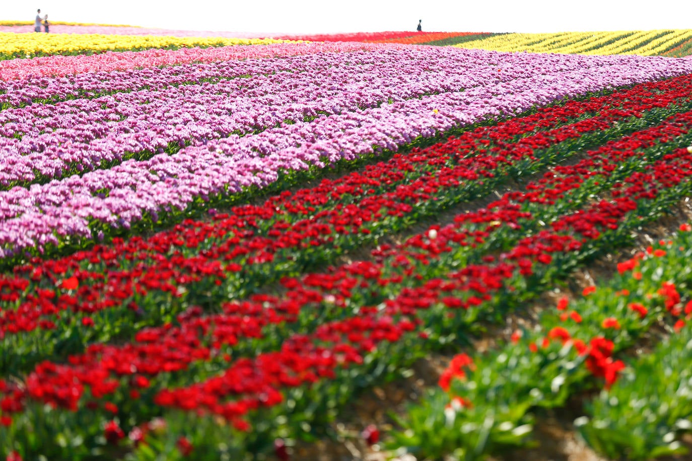 Grevenbroich, en Alemania, cuenta con 100 hectáreas donde reina el color. La primavera ha dejado una larga extensión de formas y tonalidades de todo tipo que se convierten anualmente en un reclamo para amantes de la fotografía y turistas. El colorido jardín es uno de los jardines naturales más grandes del mundo y sus flores configuran paisajes así de espectaculares.