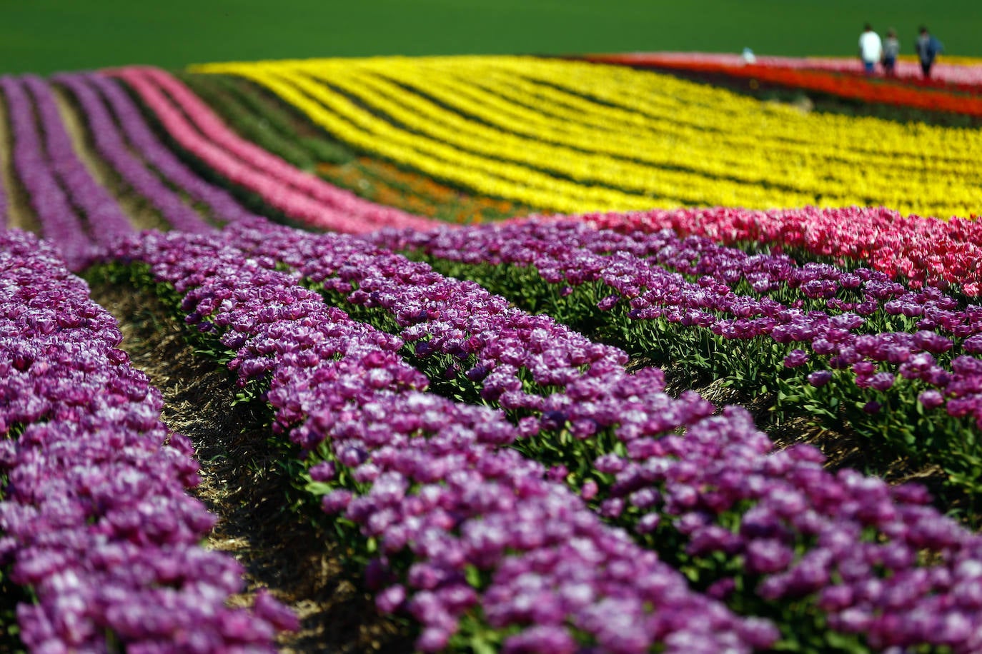 Grevenbroich, en Alemania, cuenta con 100 hectáreas donde reina el color. La primavera ha dejado una larga extensión de formas y tonalidades de todo tipo que se convierten anualmente en un reclamo para amantes de la fotografía y turistas. El colorido jardín es uno de los jardines naturales más grandes del mundo y sus flores configuran paisajes así de espectaculares.