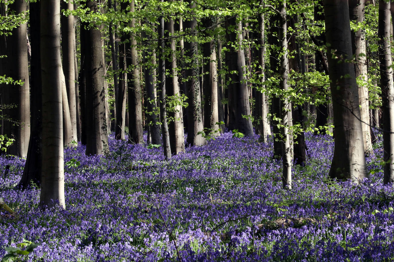 El impresionante bosque belga 'Blue Forest' no volverá a recibir visitas hasta dentro de un tiempo. También conocido como 'Hallerbos', este espectacular paisaje se tiñe de azul durante esta época del año y se convierte en uno de los lugares más visitados de Bélgica en abril. Por el momento, permanecerá cerrado al público por la crisis del Covid-19.