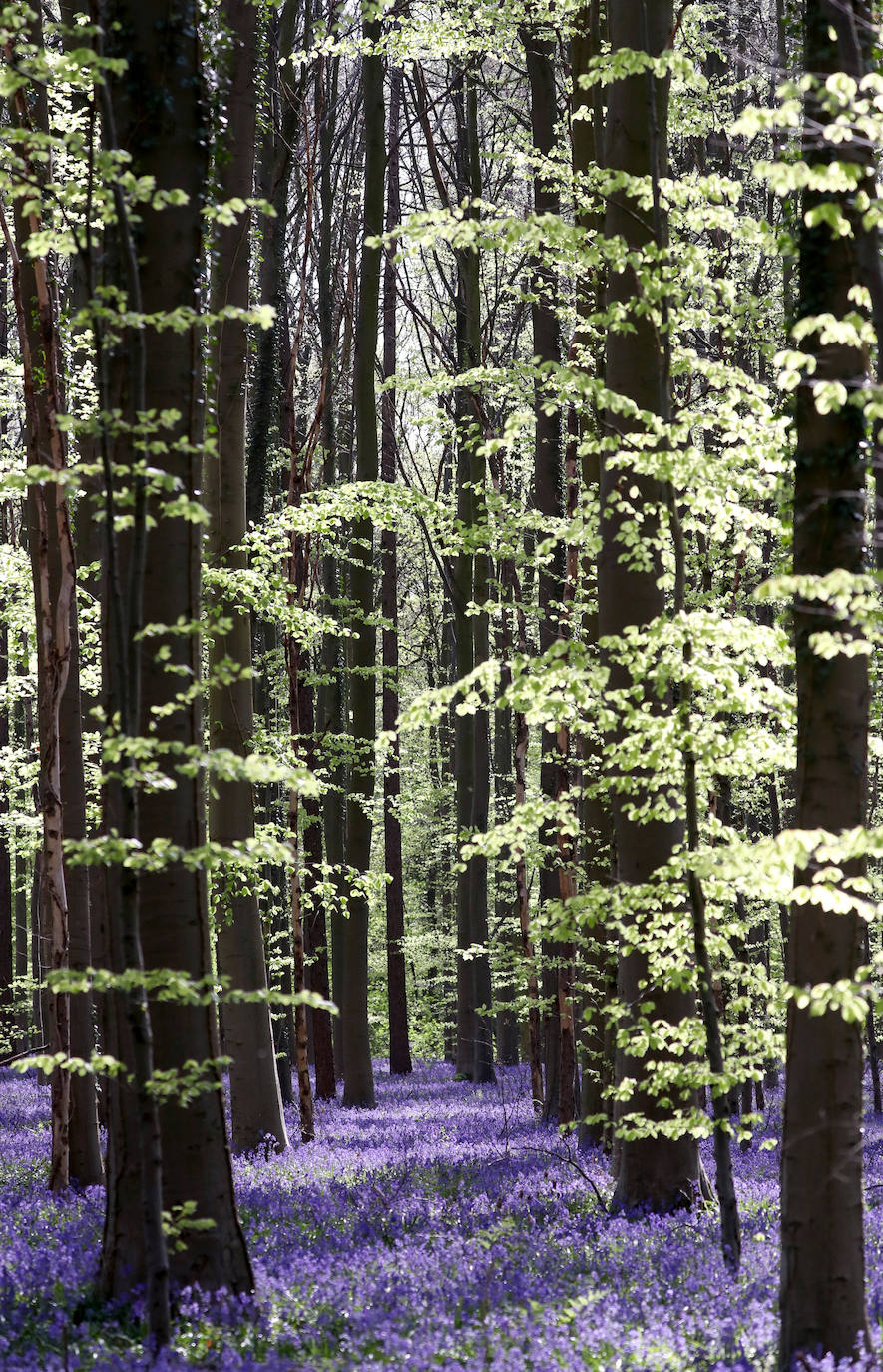 El impresionante bosque belga 'Blue Forest' no volverá a recibir visitas hasta dentro de un tiempo. También conocido como 'Hallerbos', este espectacular paisaje se tiñe de azul durante esta época del año y se convierte en uno de los lugares más visitados de Bélgica en abril. Por el momento, permanecerá cerrado al público por la crisis del Covid-19.