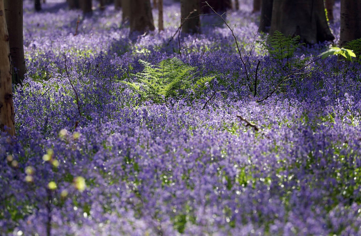 El impresionante bosque belga 'Blue Forest' no volverá a recibir visitas hasta dentro de un tiempo. También conocido como 'Hallerbos', este espectacular paisaje se tiñe de azul durante esta época del año y se convierte en uno de los lugares más visitados de Bélgica en abril. Por el momento, permanecerá cerrado al público por la crisis del Covid-19.