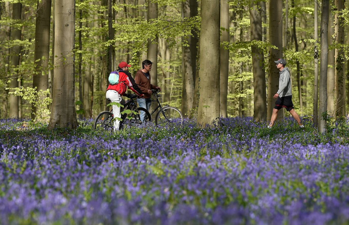 El impresionante bosque belga 'Blue Forest' no volverá a recibir visitas hasta dentro de un tiempo. También conocido como 'Hallerbos', este espectacular paisaje se tiñe de azul durante esta época del año y se convierte en uno de los lugares más visitados de Bélgica en abril. Por el momento, permanecerá cerrado al público por la crisis del Covid-19.