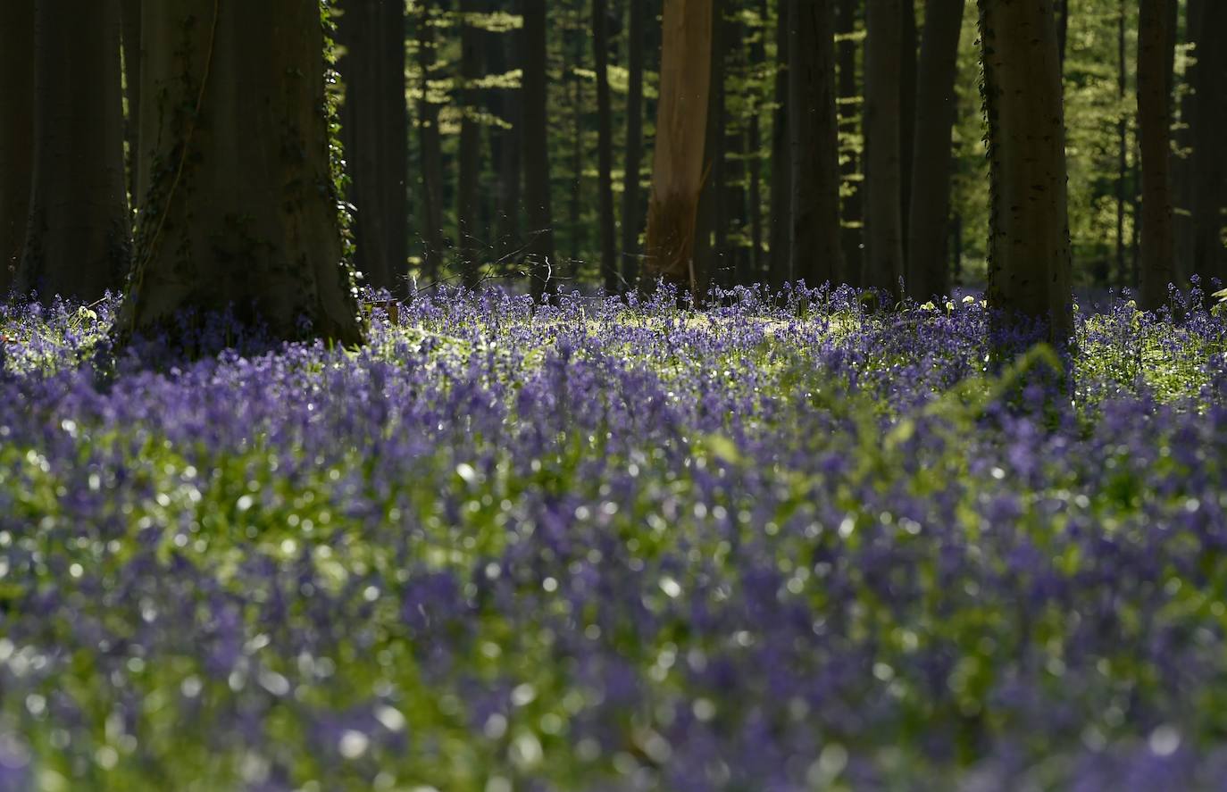 El impresionante bosque belga 'Blue Forest' no volverá a recibir visitas hasta dentro de un tiempo. También conocido como 'Hallerbos', este espectacular paisaje se tiñe de azul durante esta época del año y se convierte en uno de los lugares más visitados de Bélgica en abril. Por el momento, permanecerá cerrado al público por la crisis del Covid-19.