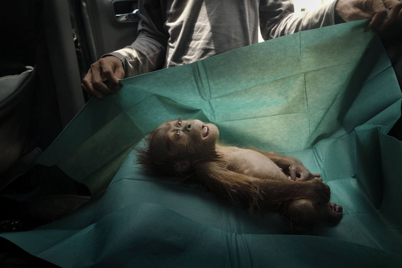 Un bebé orangután yace sobre una sábana quirúrgica de un equipo de rescate, en Sumatra (Indonesia). La imagen, del fotógrafo Alain Schroeder, ha logrado el primer premio en la categoría de 'Naturaleza'.